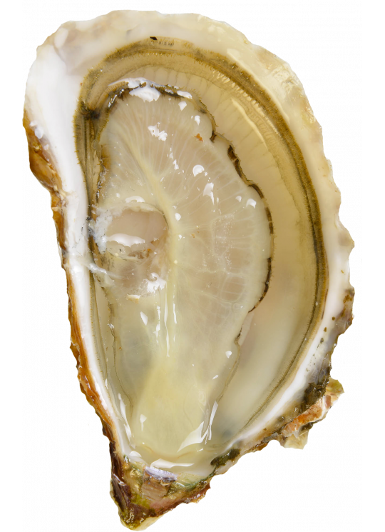 Bouzigues Oysters