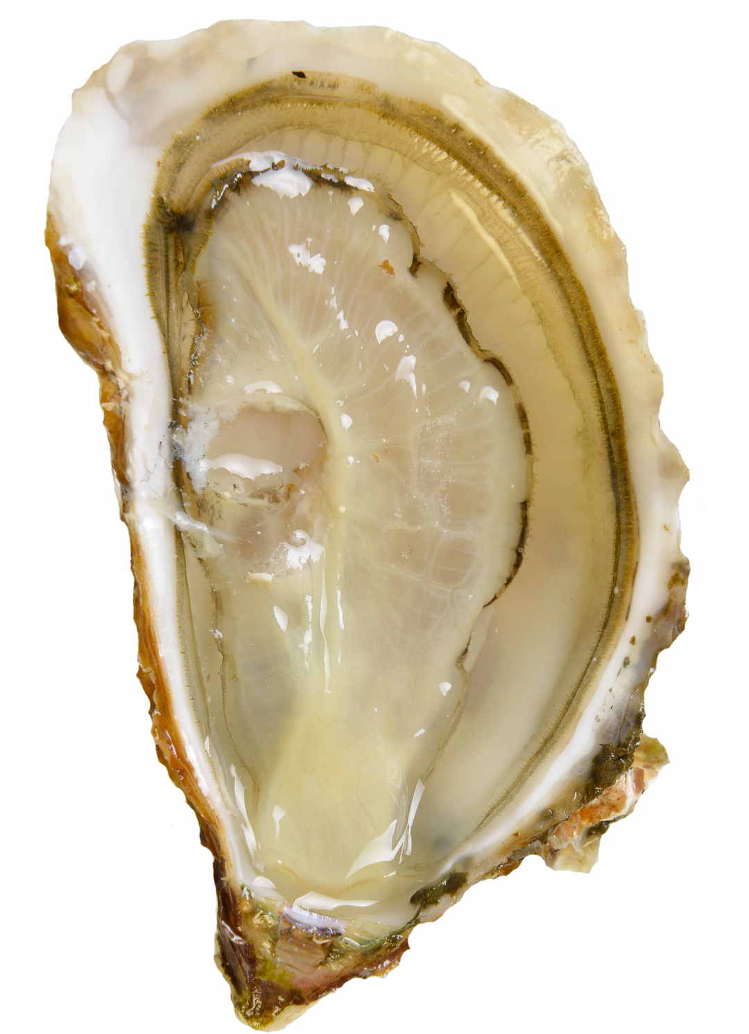 Organic Bouzigues oysters