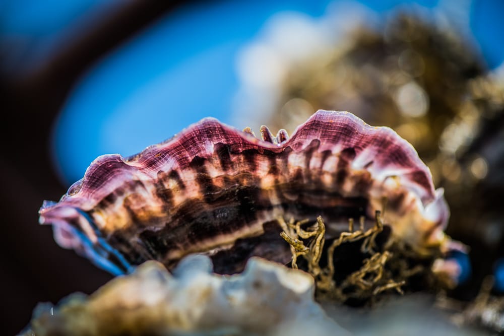 Un legado de pasión por las ostras, desde 1950
