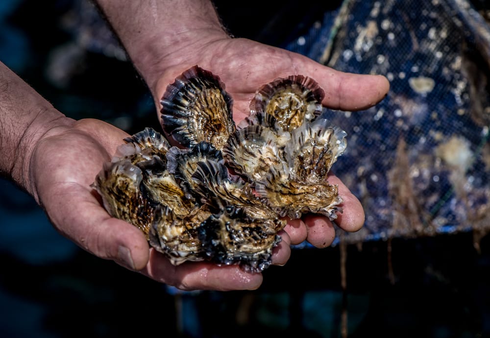 A legacy of passion for oysters, since 1950