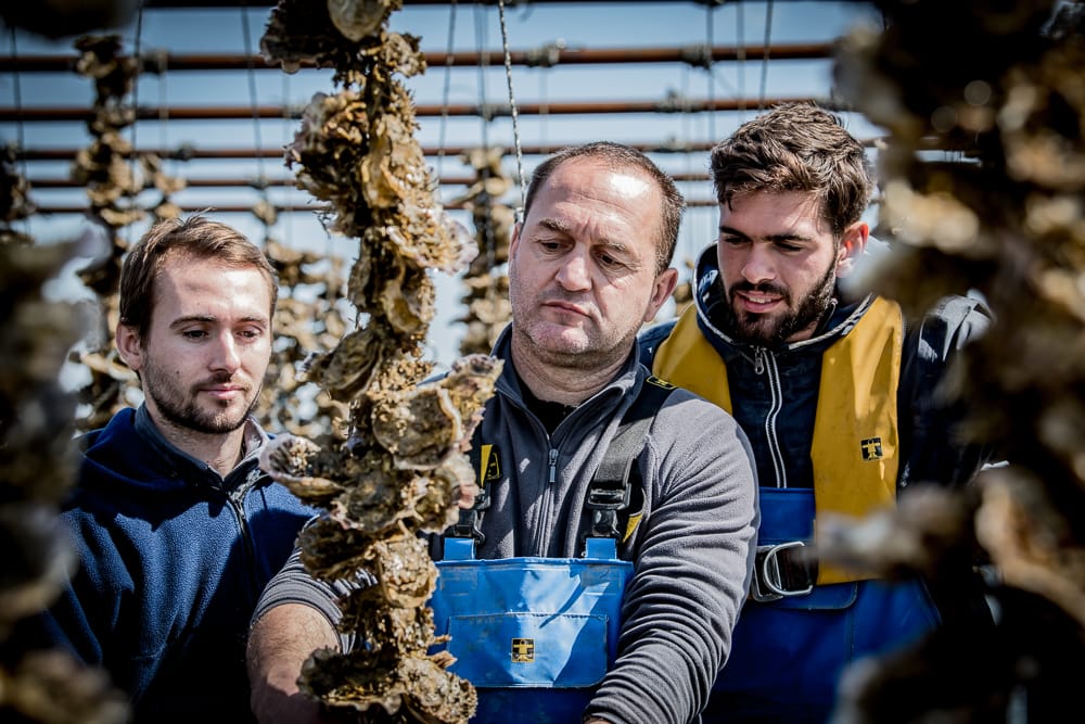 Bouzigues oysters