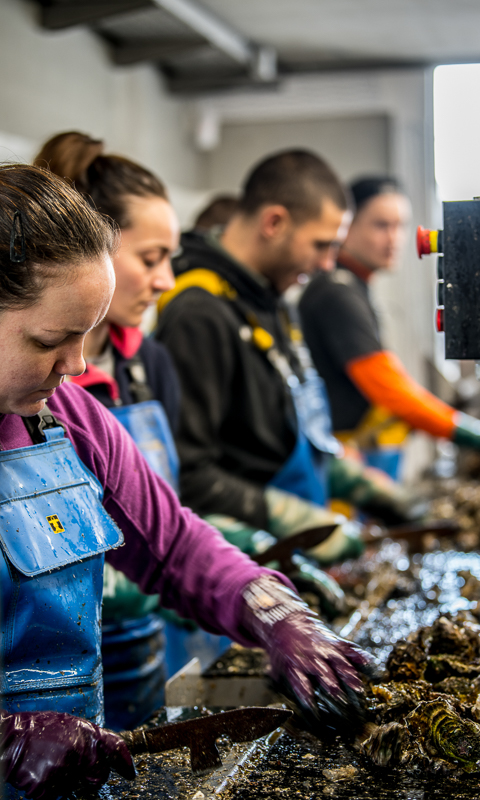 La passion des huîtres en héritage, depuis 1950