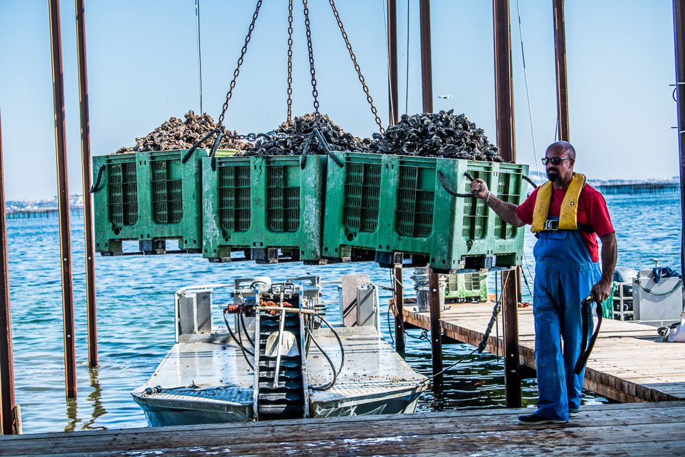 La passion des huîtres en héritage, depuis 1950